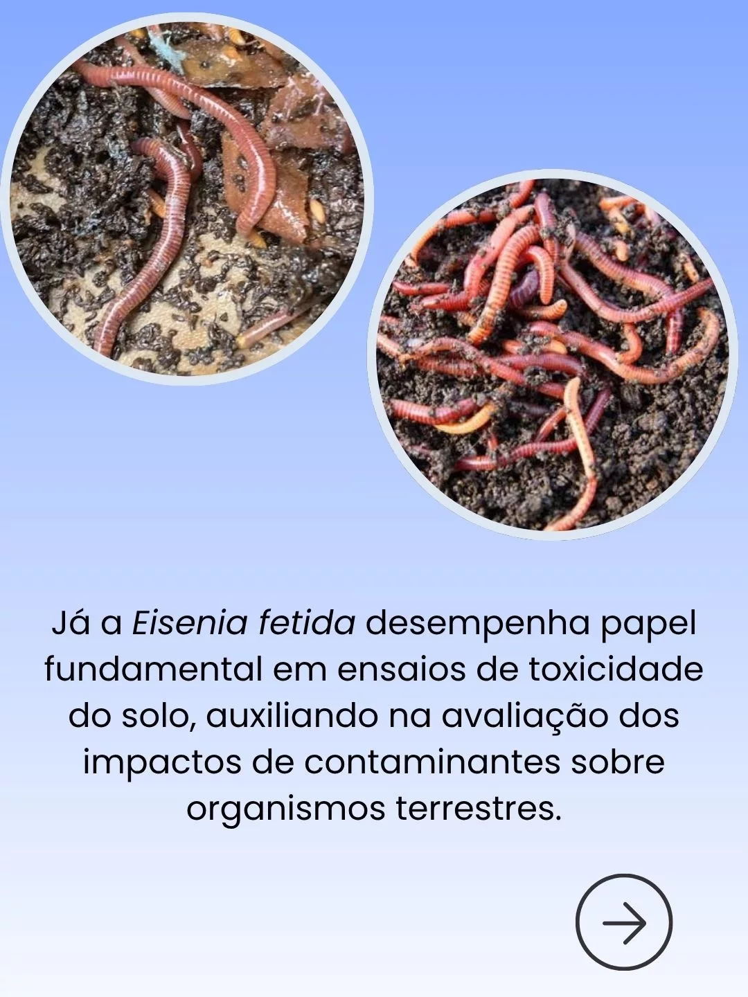 Pequenos Organismos, Grandes Respostas: Bioindicadores no CRIEC-Canoas - 3