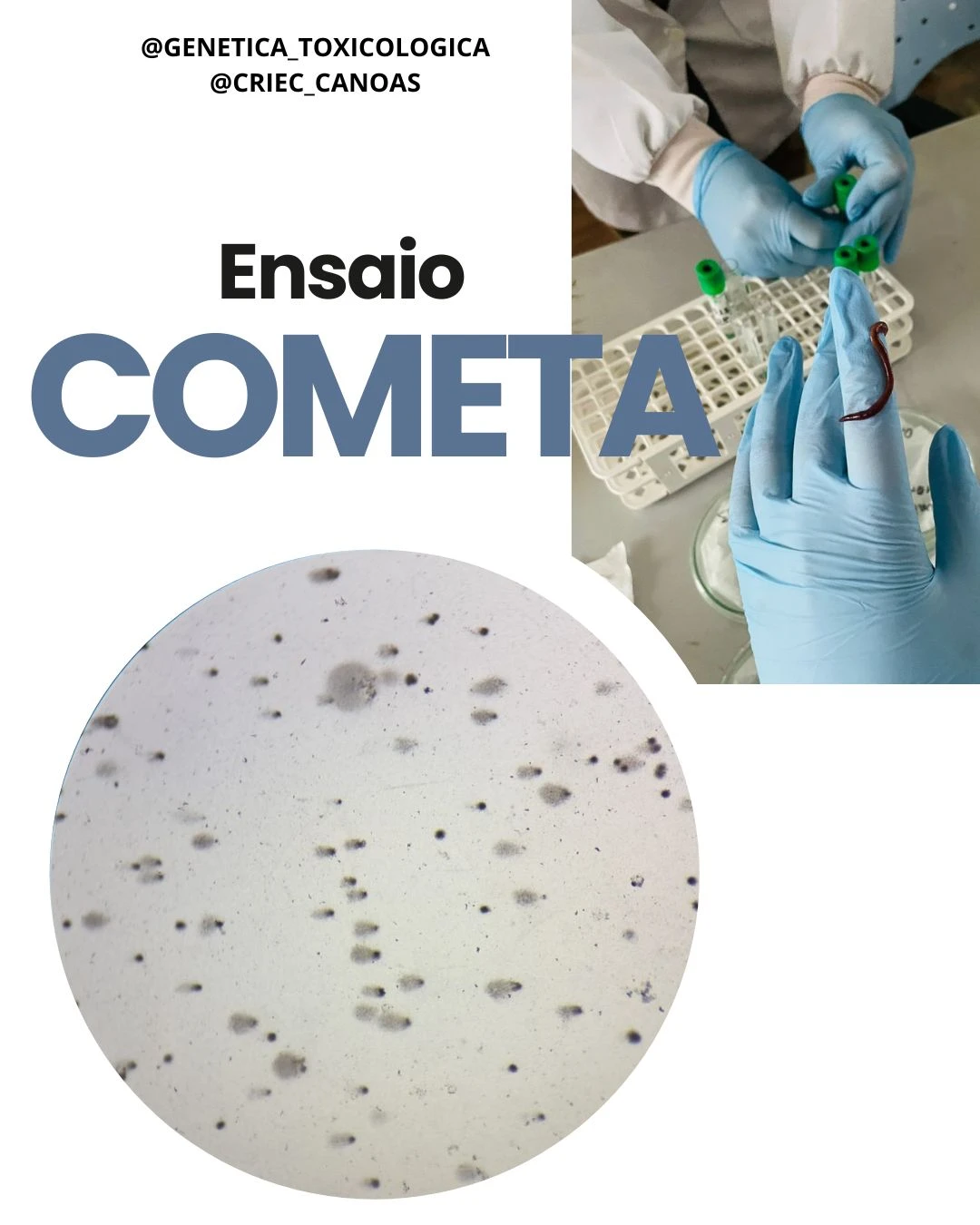 Ensaio Cometa: Avaliação de Danos ao DNA na Pesquisa Toxicológica
