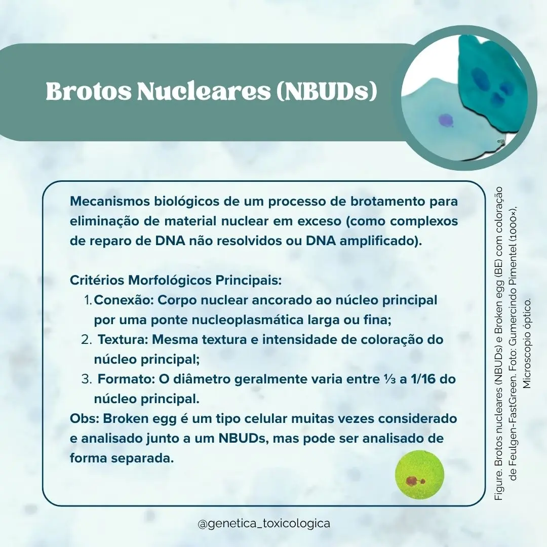 Tipos celulares encontrados na mucosa oral - 10