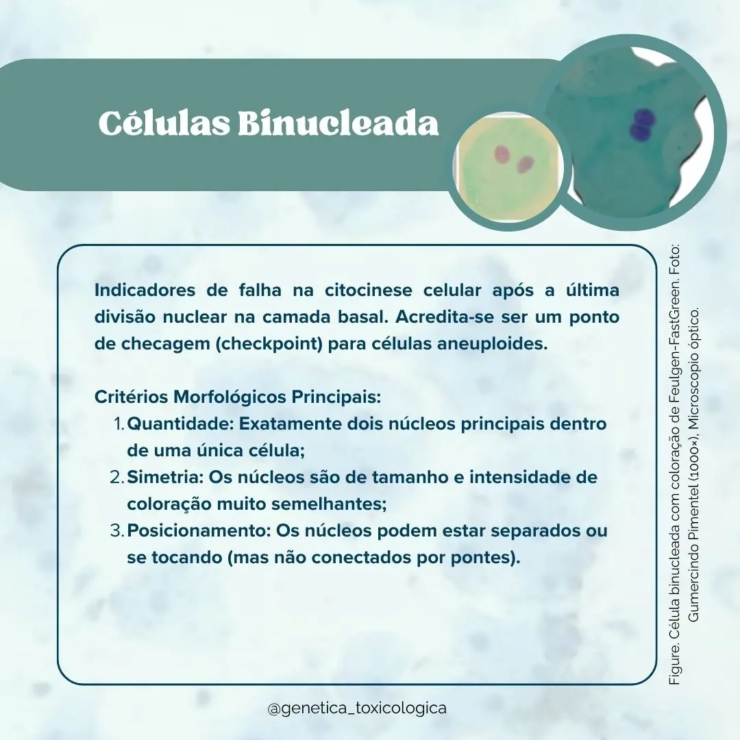 Tipos celulares encontrados na mucosa oral - 11