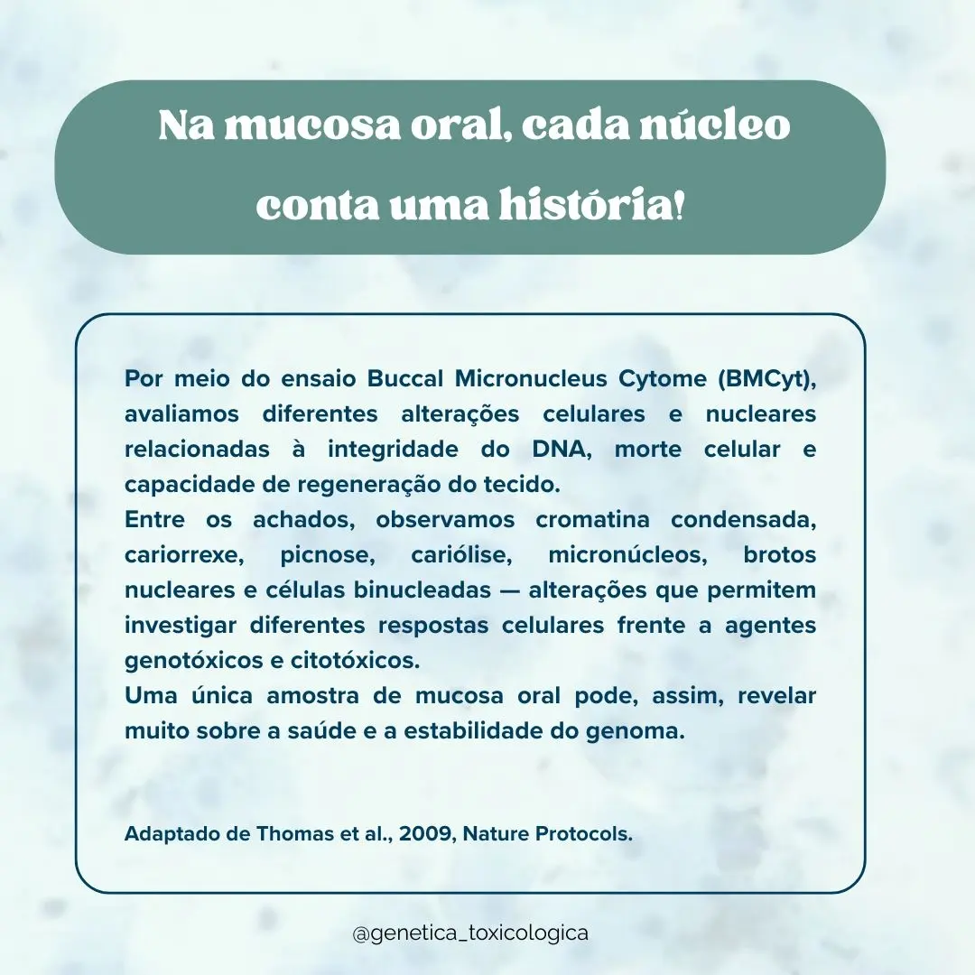 Tipos celulares encontrados na mucosa oral - 2