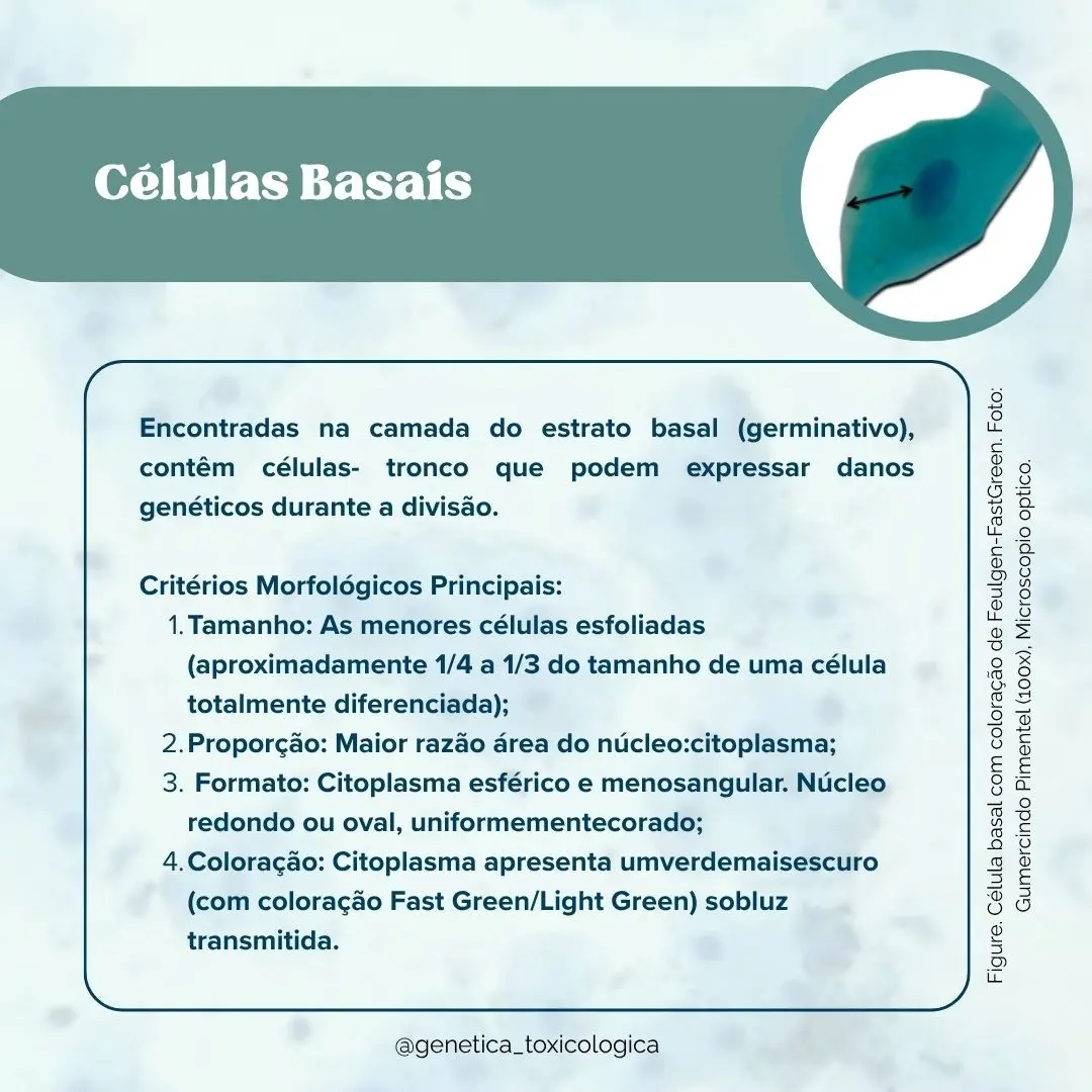 Tipos celulares encontrados na mucosa oral - 3