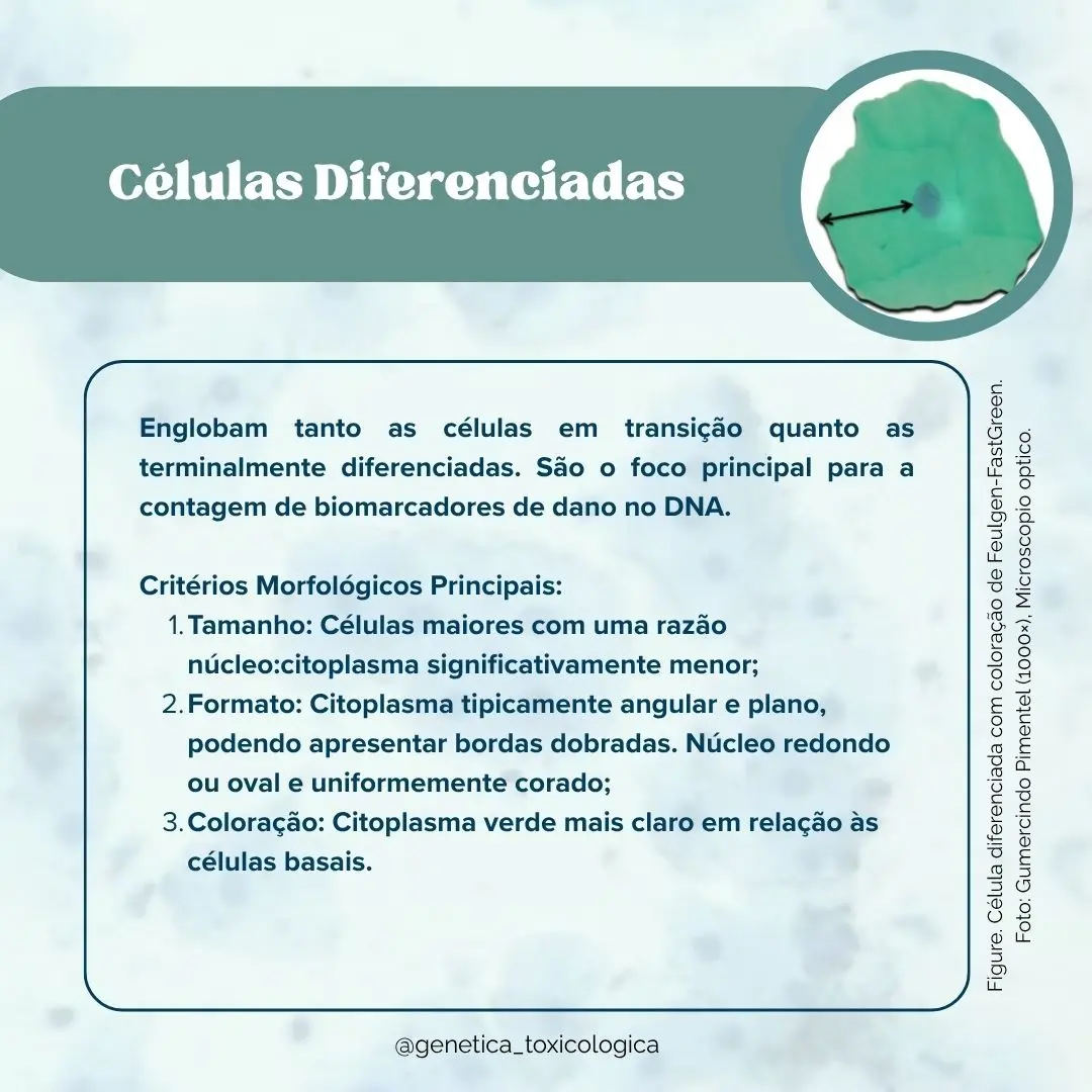 Tipos celulares encontrados na mucosa oral - 4