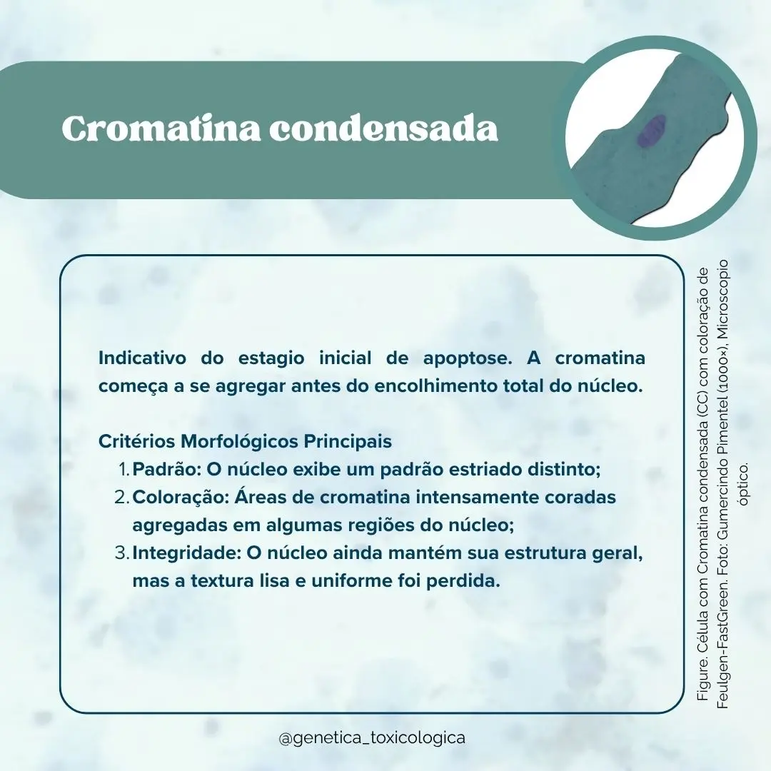 Tipos celulares encontrados na mucosa oral - 5