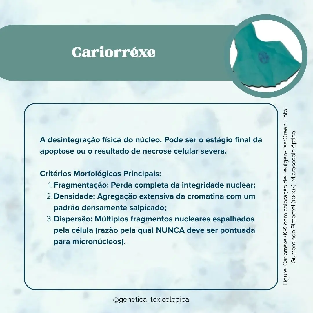 Tipos celulares encontrados na mucosa oral - 6