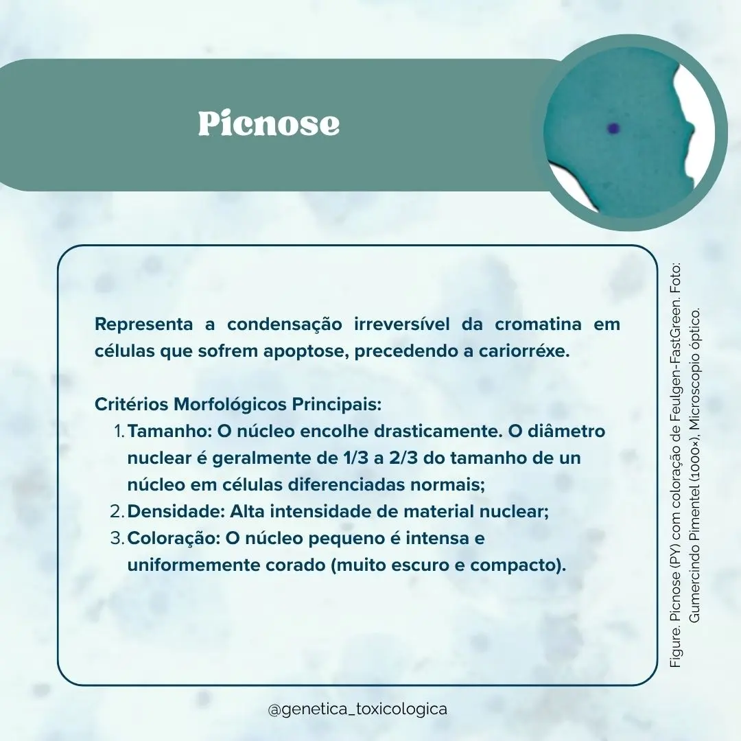 Tipos celulares encontrados na mucosa oral - 7