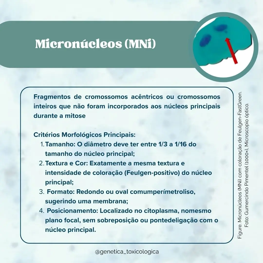 Tipos celulares encontrados na mucosa oral - 9