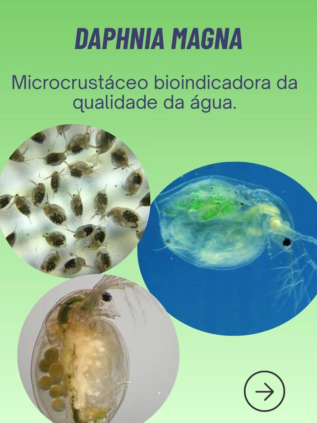 Ecotoxicologia: Além dos Parâmetros Físico-Químicos - 2