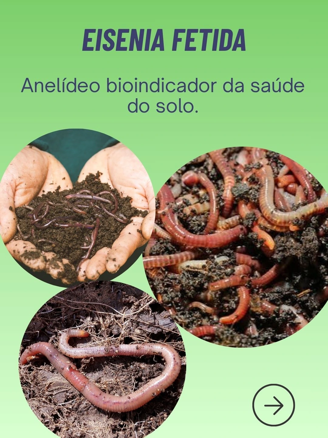 Ecotoxicologia: Além dos Parâmetros Físico-Químicos - 3